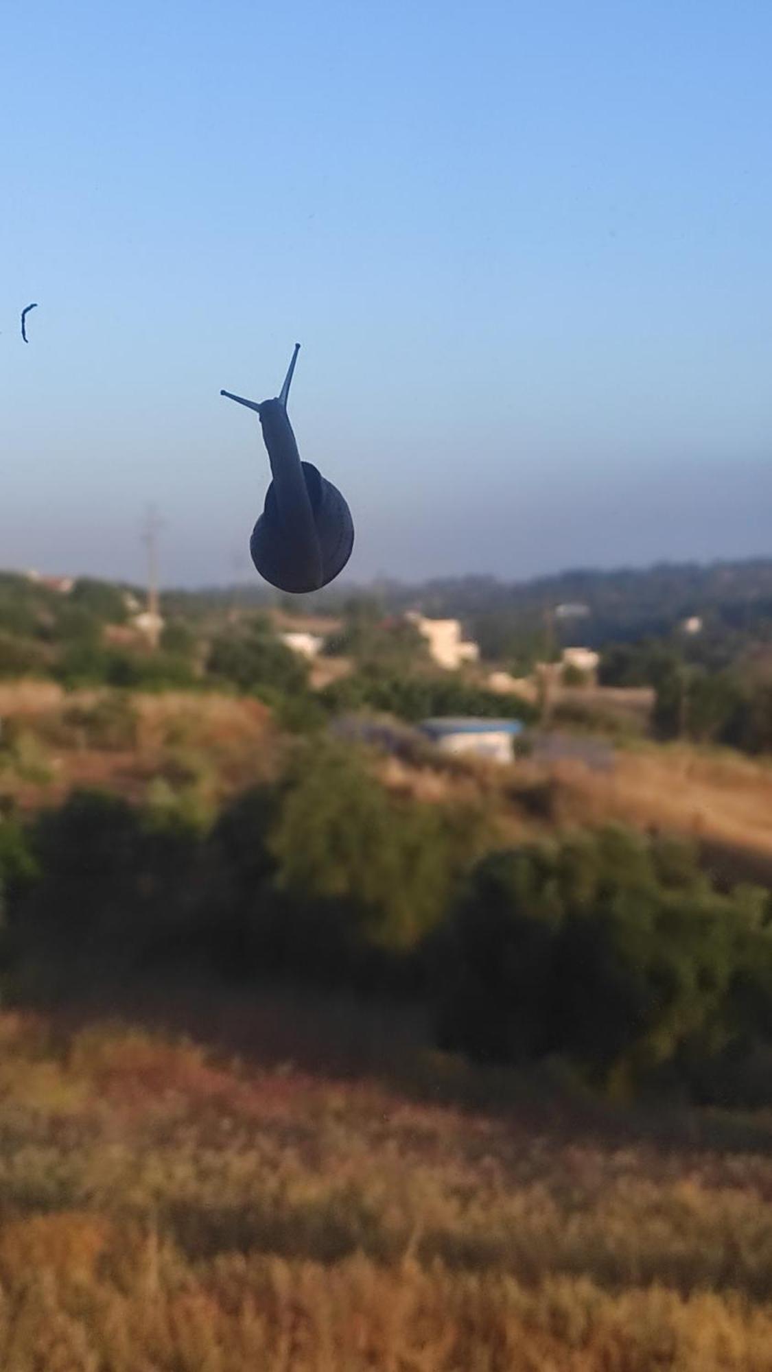 Nova Quinta Moderna Torramo Em Oliveiras, Campo De Laranjas, Na Nacional 2, Alentejo 13750 M2 Βίλα Torrão Εξωτερικό φωτογραφία