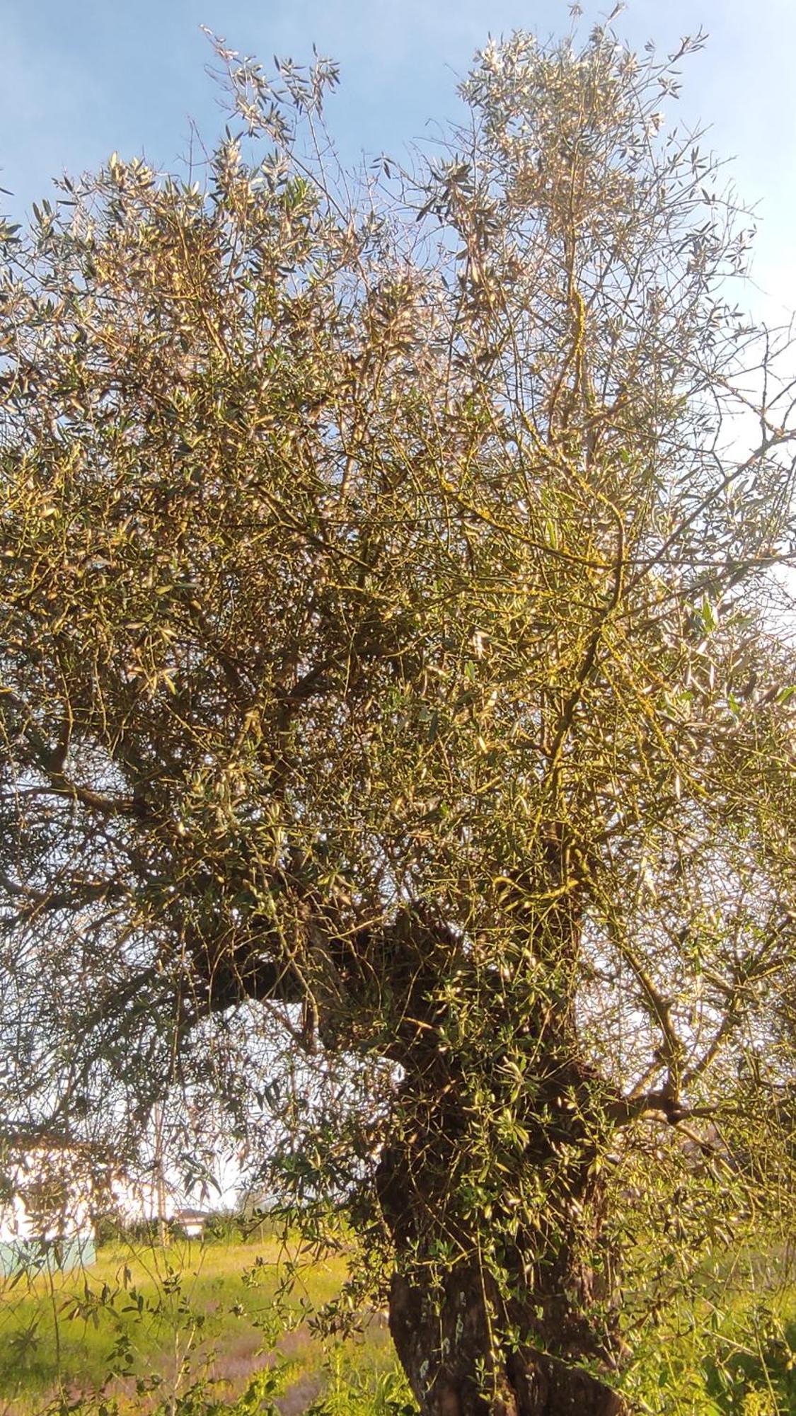 Nova Quinta Moderna Torramo Em Oliveiras, Campo De Laranjas, Na Nacional 2, Alentejo 13750 M2 Βίλα Torrão Εξωτερικό φωτογραφία